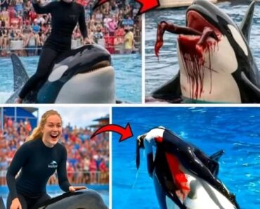 Orca trainer is devoured by this one while perfor… – Daily News