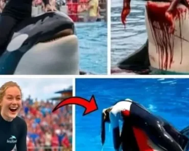Orca trainer is devoured by this one while perfor… – Daily News