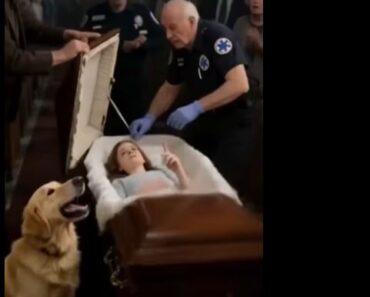 At My Granddaughter’s Funeral, Her Dog Wouldn’t Stop Barking Near the Coffin…