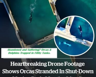 Heartbreaking drone footage shows orcas stranded in shut