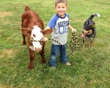 HE NAMED THE CALF “BUTTONS”—BUT ONCE THE TRUCK PULLED UP, GRANDPA WOULDN’T LOOK HIM IN THE EYE