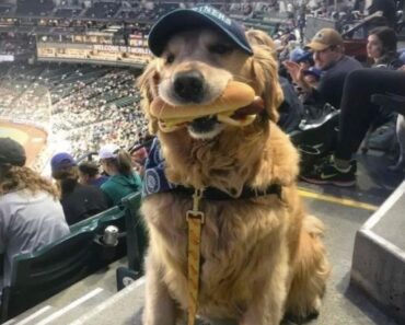 MY DOG STOLE A HOT DOG AT THE BALLGAME—BUT INSTEAD OF GETTING MAD, THE CROWD DID SOMETHING I NEVER EXPECTED