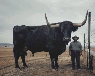 I just invested $6,500 in a registered Black Angus bull.