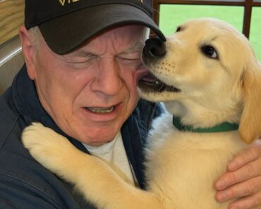 The Puppy Was Meant to Help Him Heal from His Pain — But What Happened Next Took a Devastating Turn No One Expected – WowNews.info