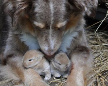 I CAUGHT MY DOG HIDING SOMETHING—AND IT CHANGED EVERYTHING I THOUGHT I KNEW