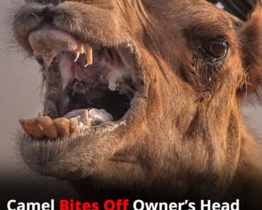 Neglected camel kills owner after hours tied in scorching heat ​