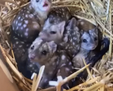 A Group finds unusually spiky creatures in nest – takes a closer look and jaws drop when they realize what kind of animals they are – OMG