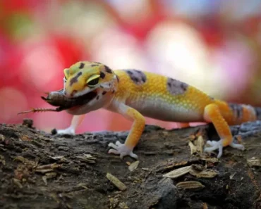 Why You Should Never Chase Away This Creature If You Find One Inside Your House