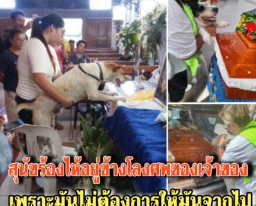 สุนัขร้องไห้อยู่ข้างโลงศพของ เจ้าของเพราะมันไม่ต้องการ ให้มันจากไป