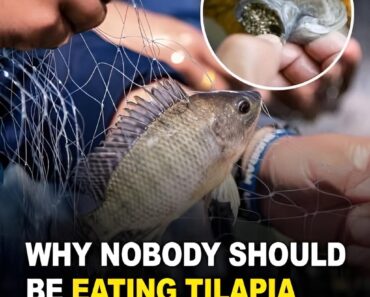 The Benefits and Potential Dangers of Eating Tilapia Fish