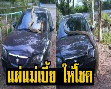 แผ่แม่เบี้ย ให้โชค! หนุ่มโพสต์ งูจงอางตัวใหญ่ เลื้อยขึ้นบนรถ แผ่แม่เบี้ย