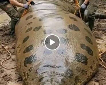 สิ่งที่พวกเขาเปิดเผยนั้นอยู่เหนือจินตนาการที่ยิ่งใหญ่ที่สุดของพวกเขา—ผู้หญิงที่ถูกห่อหุ้มอยู่ในท้องของสัตว์ร้าย… – newslite88.com