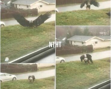 Giant eagle captured in Bro…See more