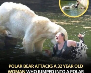 A 32-year-old woman was attacked by a polar bear after she jumped into their enclosure at the Berlin zoo