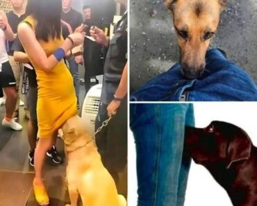 If your dog is sniffing your genital area, it means you have – Daily News