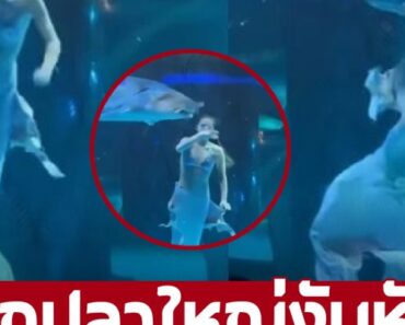สุดเศร้า ‘สาวโชว์นางเงือก’ ถูกปลาใหญ่งับหัว สุดช้ำถูกบังคับให้แสดงต่อ – liveball24.us
