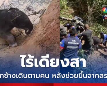 ข่าวลูกช้างเพศเมีย ตกบ่อน้ำ ทหาร-ปกครอง