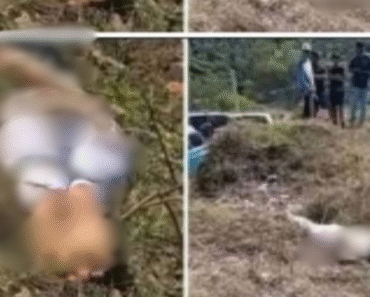 Horror This cute mother was found a moment ago without a head…See more