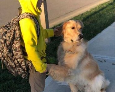 EVERY MORNING MY DOG TRIED TO STOP HIM FROM LEAVING—BUT TODAY FELT DIFFERENT