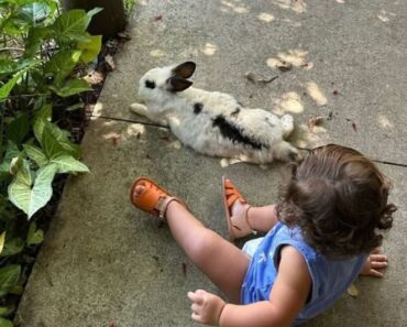 She Saw A Rabbit On The Sidewalk—And Just Like That, Our Mornings Stopped Being Normal