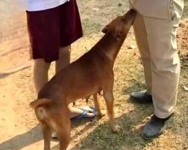 If your dog is sniffing your genital area, it means you have…see more – Daily News