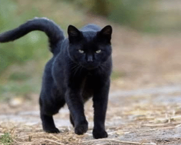 What does it mean to meet a black cat?